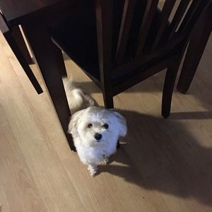 Meet your Posher, Annette